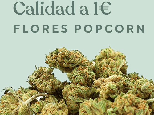 Flores de CBD a 1 Euro: Las popcorn de Greenery son la mejor opción. Calidad y CBD barato.