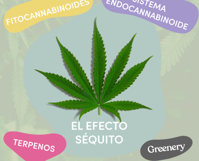 el efecto séquito en el cannabis, te contamos qué es, sus beneficios y cómo mejora la interacción del CBD en el cuerpo