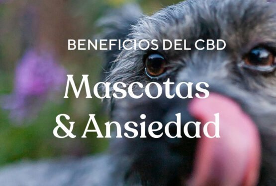Nuevo Aceite 5% CBD para mascotas