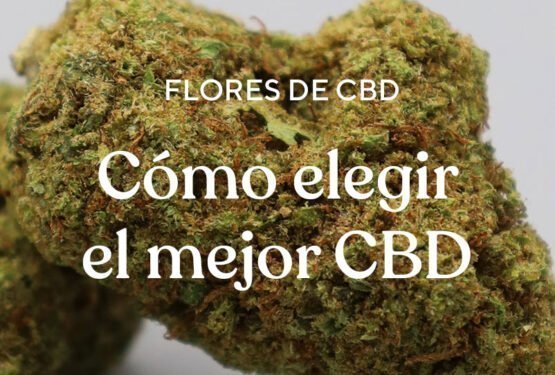 Descubre cómo elegir las mejores flores de CBD del mercado